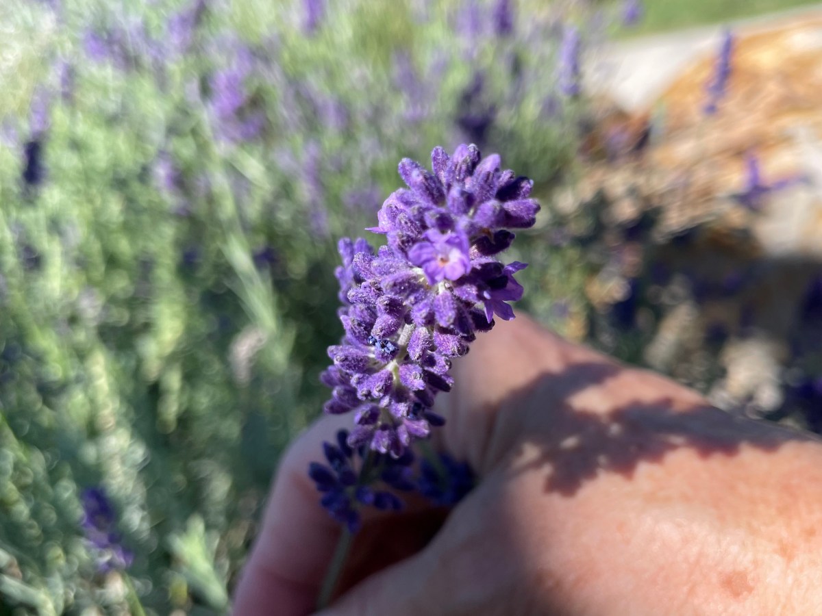 Summer Wellness Gardener’s Delight! Herb by&nbsp;Herb.