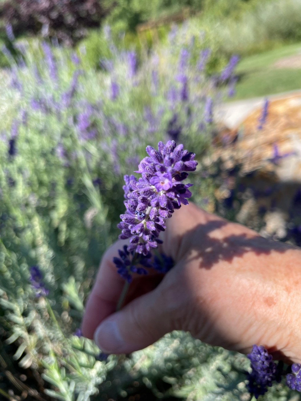 Cultivating lavender