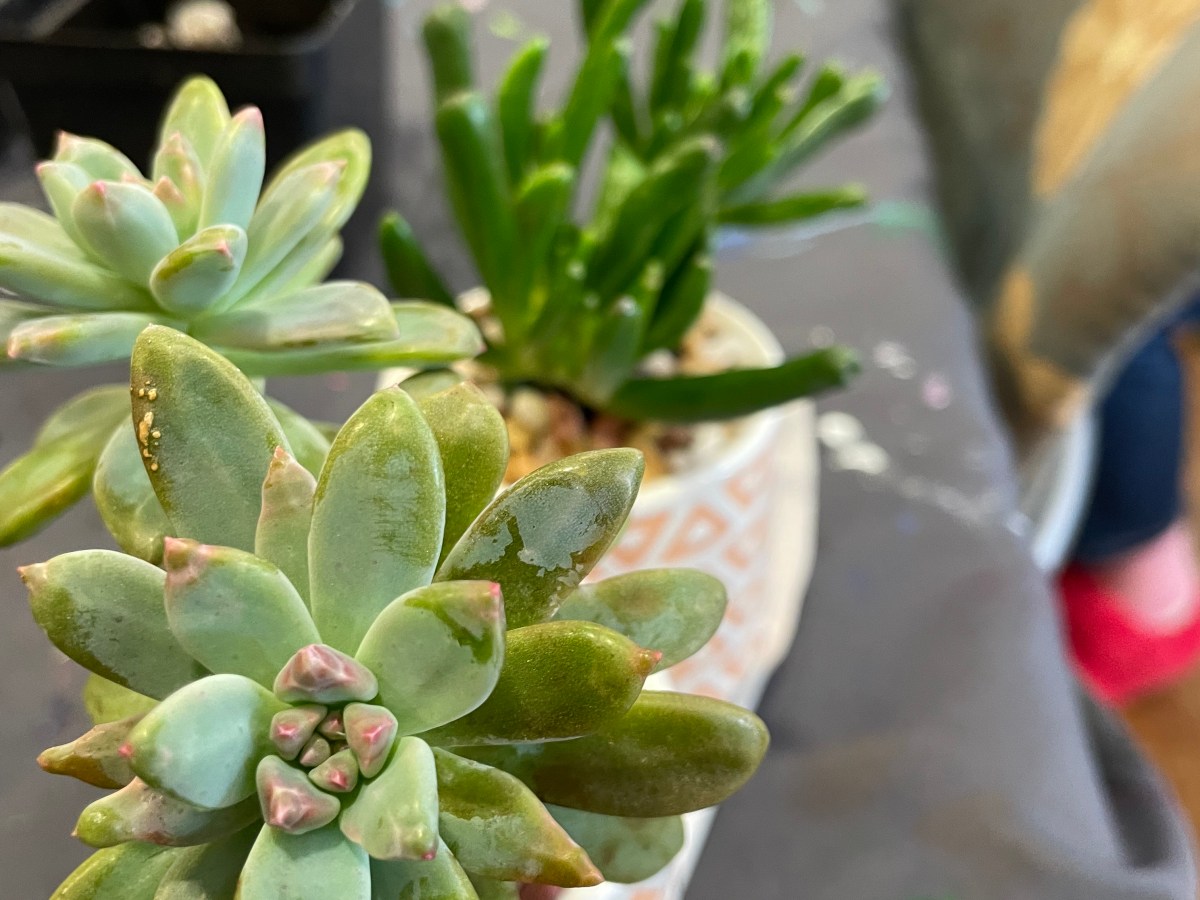 Winter Wellness for plant people- Resilience with&nbsp;Succulents!