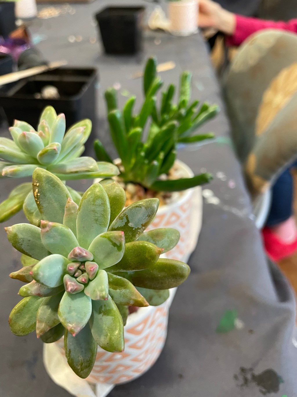 Winter Wellness for plant people- Resilience with&nbsp;Succulents!