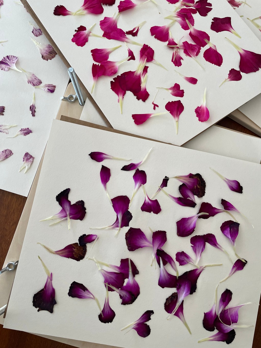 Winter Wellness for Plant People-The  Language of Flowers-Community Building