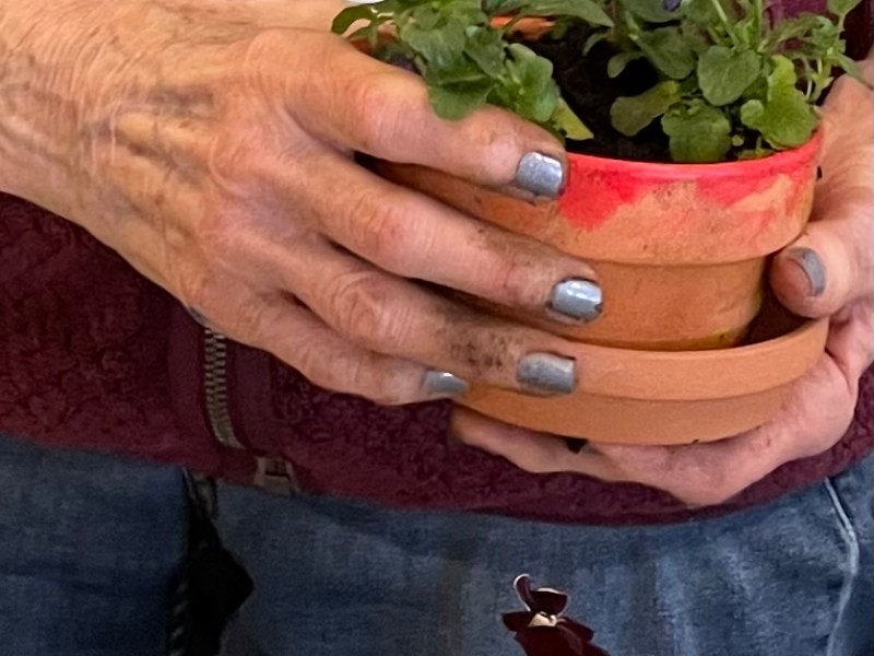 Winter Wellness for Plant People-Planting Pansies-Life&nbsp;Cycles
