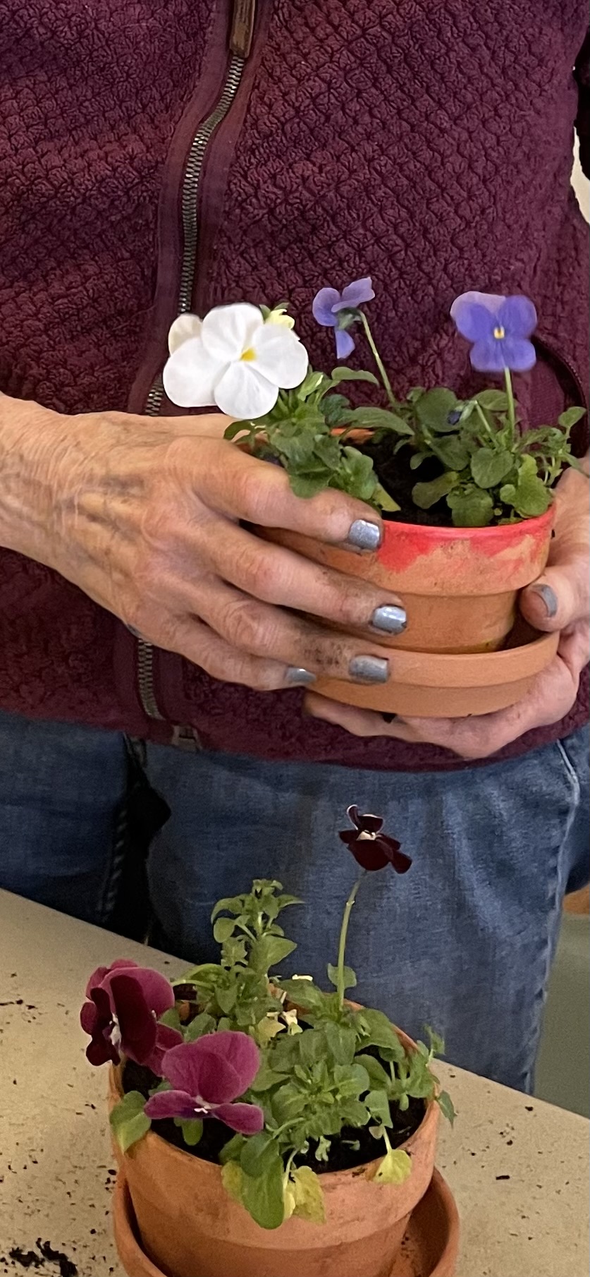 Planting Pansies. A spring ritual.