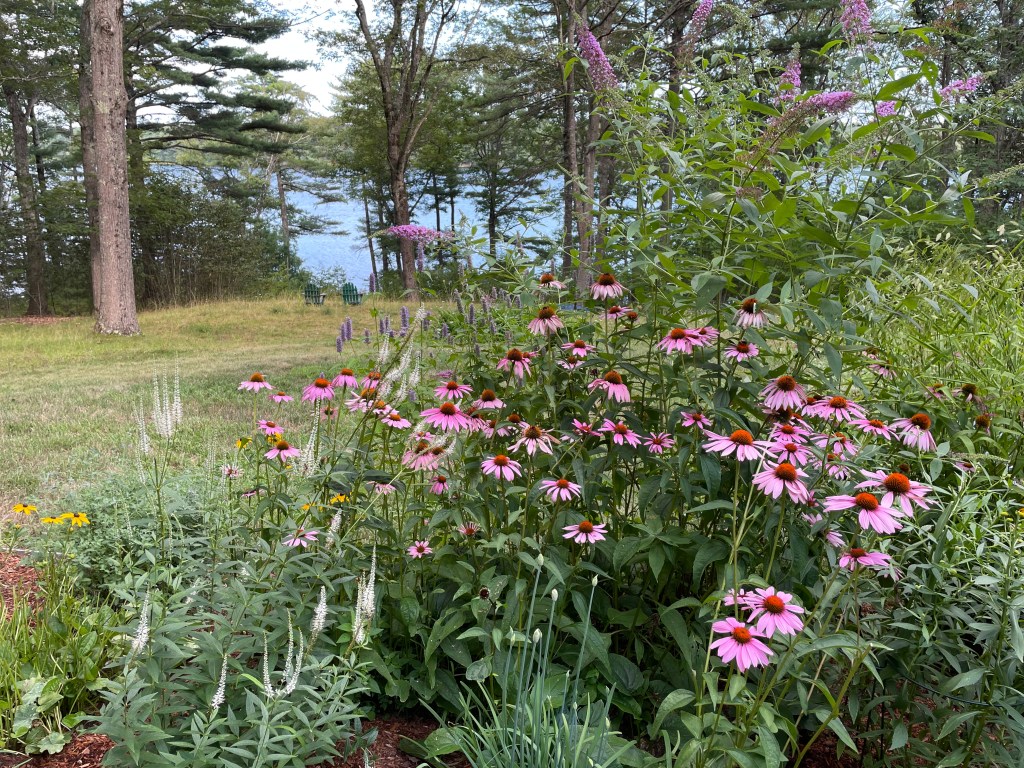 Spending time in the garden following surgery provides an instant uplift to our spirits.